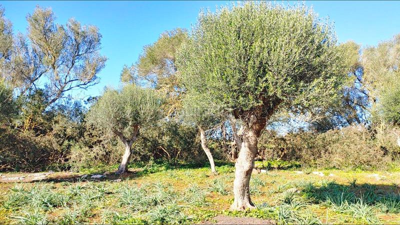 Foto 9c85acc6-9e2c-4a2e-8be1-e5281b9a83d9. Terreny residencial a Felanitx poble Felanitx