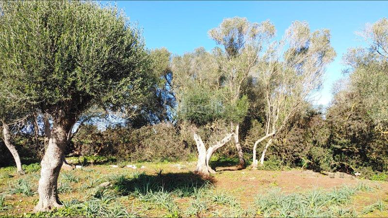 Foto b54716c8-c61c-461d-9960-07812530b409. Terreny residencial a Felanitx poble Felanitx