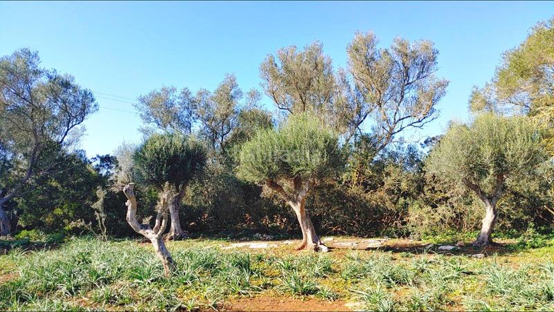 Foto c0f6d7bb-77c9-455d-8a14-c8e6d2694ec2. Terreny residencial a Felanitx poble Felanitx