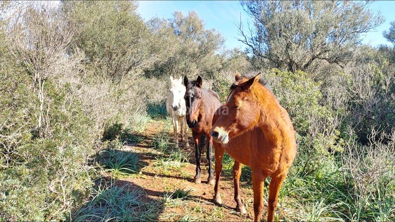 Foto de009fca-e372-4522-9974-bbd7859d9097. Terreny residencial a Felanitx poble Felanitx