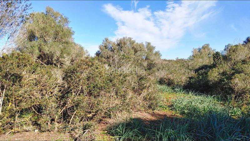 Foto eb53ee71-00c0-403e-a471-7e48251f773e. Terreny residencial a Felanitx poble Felanitx