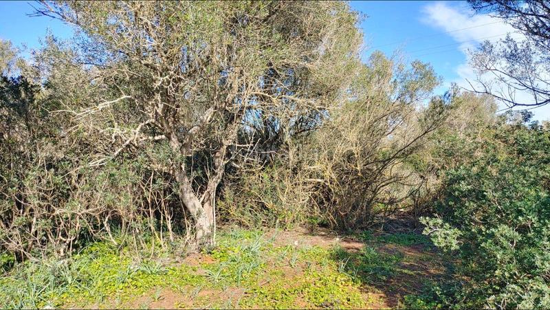 Foto f26da580-4f99-4441-8ff6-06238d5803a6. Terreny residencial a Felanitx poble Felanitx