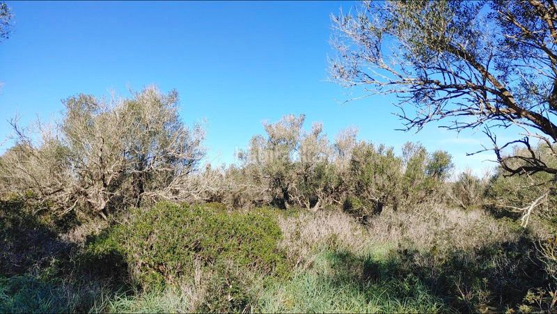 Foto f3bf7b1b-67a4-47e7-b99a-23e9b47dc365. Terreny residencial a Felanitx poble Felanitx