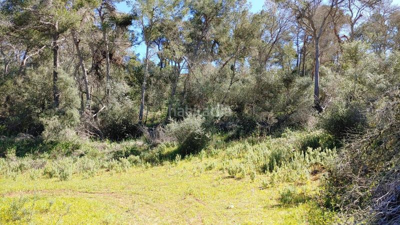 Foto 967e36c4-4caf-4a6d-9e54-99257a344d89. Terreno residenziale in S´Horta - Cas Concos des Cavaller - Es Carritxó Felanitx
