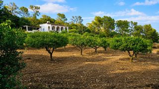 Masía en Algaida. Finca rústica con casa y amplia parcela en algaida