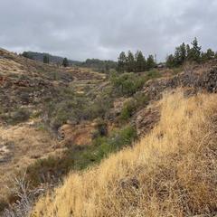 Finca rústica a Tf-563 ladera montaña del pozo. Parcela rústica en venta en vilaflor de chasna, tenerife