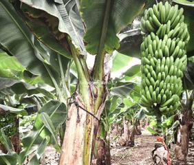 Finca rústica  La cañada. En las galletas