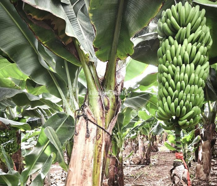 Foto 974cb9f2-9c7f-4d7c-bf77-f3bf2707bc93. Finca rústica a Cho - Parque de la Reina Arona