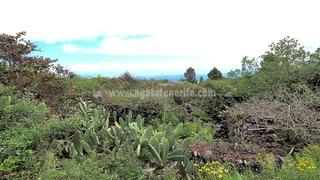 Terreny residencial a Guancha (La)