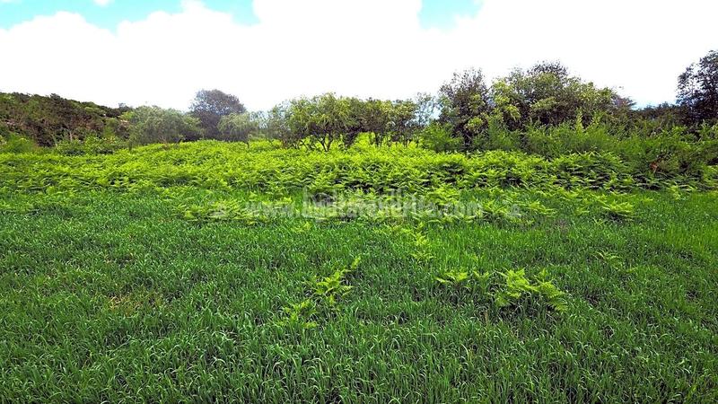 Foto dbaff501-f264-4307-803d-54cd23cb711d. Terrain résidentiel dans La Vega - El Amparo - Cueva del Viento Icod de los Vinos