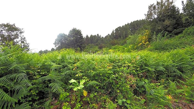 Foto 213ef155-b03d-4e48-8888-5fbb417b6521. Terreno residenziale in La Vega - El Amparo - Cueva del Viento Icod de los Vinos