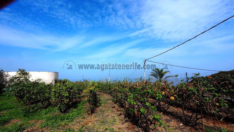 Foto 1da8cf8a-75a3-4b9a-b335-0663f0be04d0. Mas dans Guancha (La)