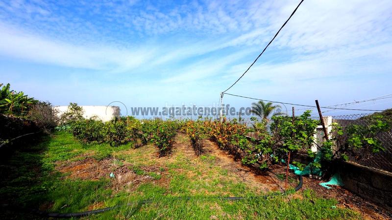 Foto a94c59ef-6e29-40f9-9980-cd05f16c109c. Mas dans Guancha (La)
