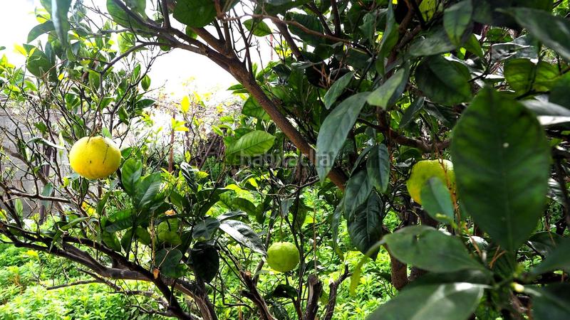 Foto d16897cc-0d19-4132-ad86-c6320469248f. Mas dans Guancha (La)