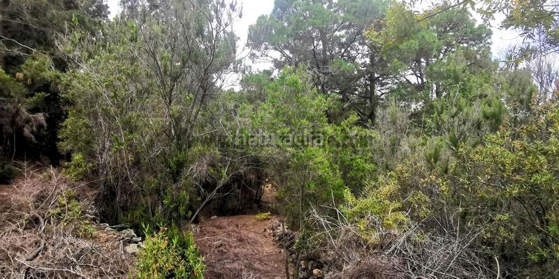 Foto d36dfc11-9a00-4a3f-83ee-750e57ab467a. Mas dans Guancha (La)