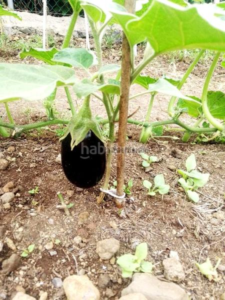 Foto 33bad293-8d75-4ed4-aeab-4ac68901b194. Country house with parking in La Vega - El Amparo - Cueva del Viento Icod de los Vinos