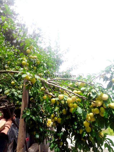 Foto 34dd33bf-8dec-4392-a50f-9edf6920376d. Country house with parking in La Vega - El Amparo - Cueva del Viento Icod de los Vinos