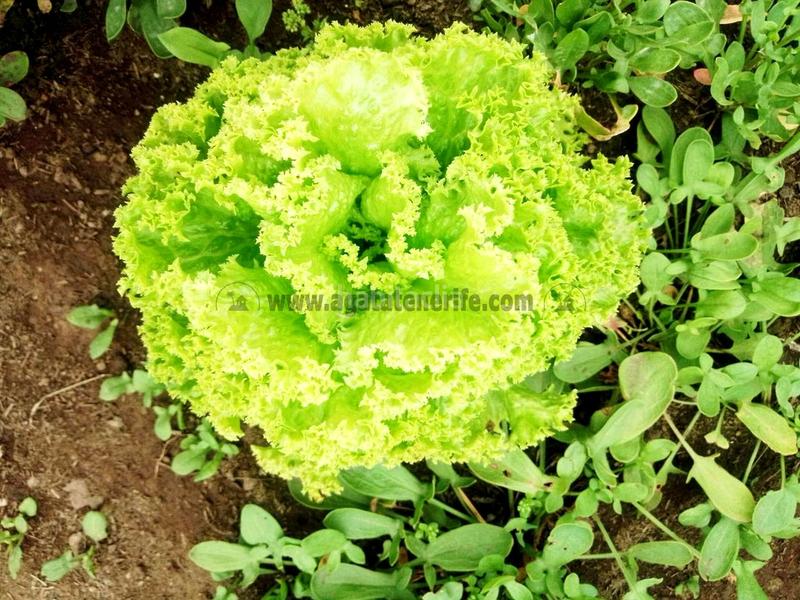 Foto 4708ee9c-9e54-4a6f-b2ab-8184f2244b17. Country house with parking in La Vega - El Amparo - Cueva del Viento Icod de los Vinos