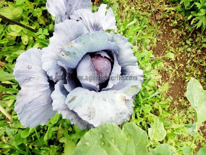 Foto b61c85ad-d9ef-4d1e-8897-b4095062962e. Country house with parking in La Vega - El Amparo - Cueva del Viento Icod de los Vinos