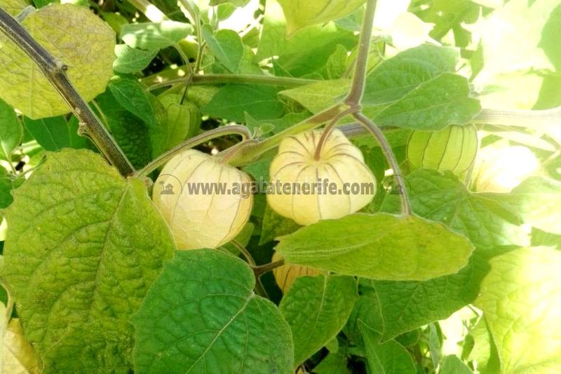 Foto 2efc3e41-4119-4412-b60f-a401568a0214. Mas avec parking dans La Vega - El Amparo - Cueva del Viento Icod de los Vinos