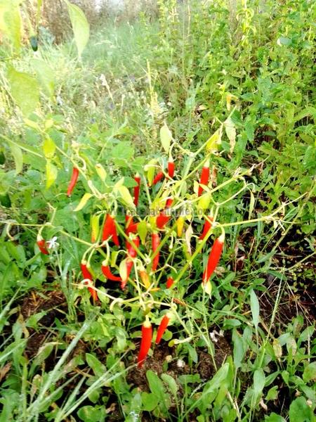 Foto 4a03583b-6c36-49f3-909c-5dd1d8d1c10a. Mas avec parking dans La Vega - El Amparo - Cueva del Viento Icod de los Vinos