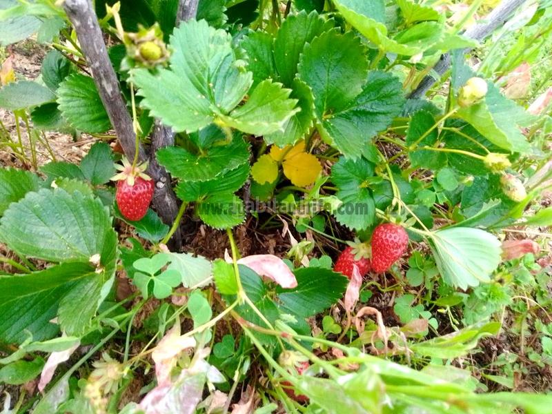 Foto a3527469-8027-48f0-b446-de37643ac8c2. Mas avec parking dans La Vega - El Amparo - Cueva del Viento Icod de los Vinos