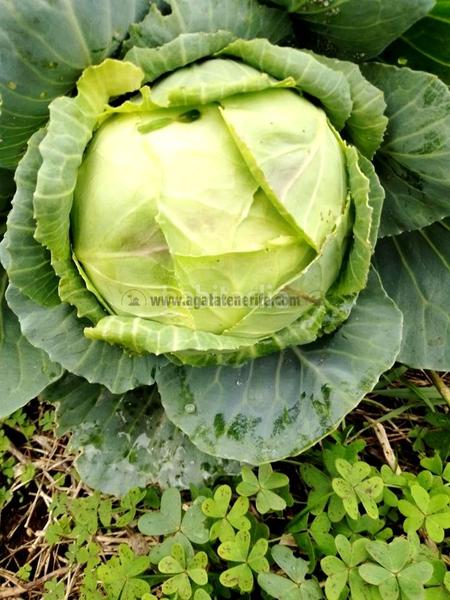 Foto ebc75865-08a0-4825-bfe1-9e6c6f27ffef. Mas avec parking dans La Vega - El Amparo - Cueva del Viento Icod de los Vinos
