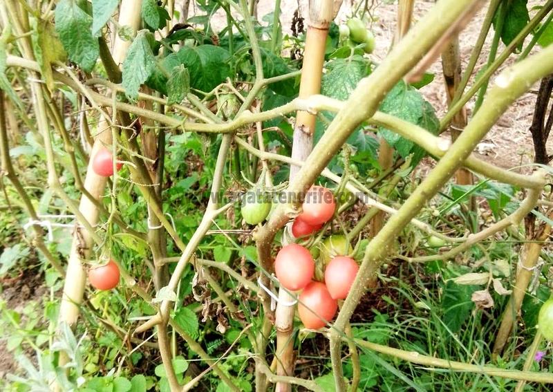 Foto f5f3708e-217c-420a-b344-f508b1ebe7d0. Mas avec parking dans La Vega - El Amparo - Cueva del Viento Icod de los Vinos