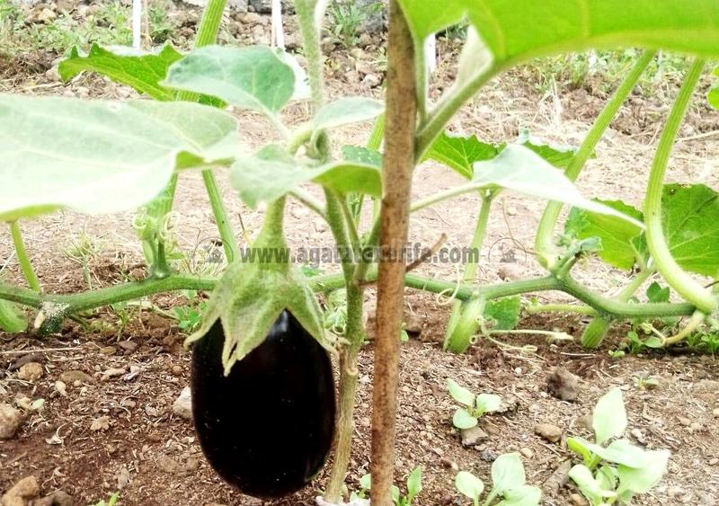 Foto 429e2e68-21bd-44aa-aaca-ac218257356a. Masia amb aparcament a La Vega - El Amparo - Cueva del Viento Icod de los Vinos
