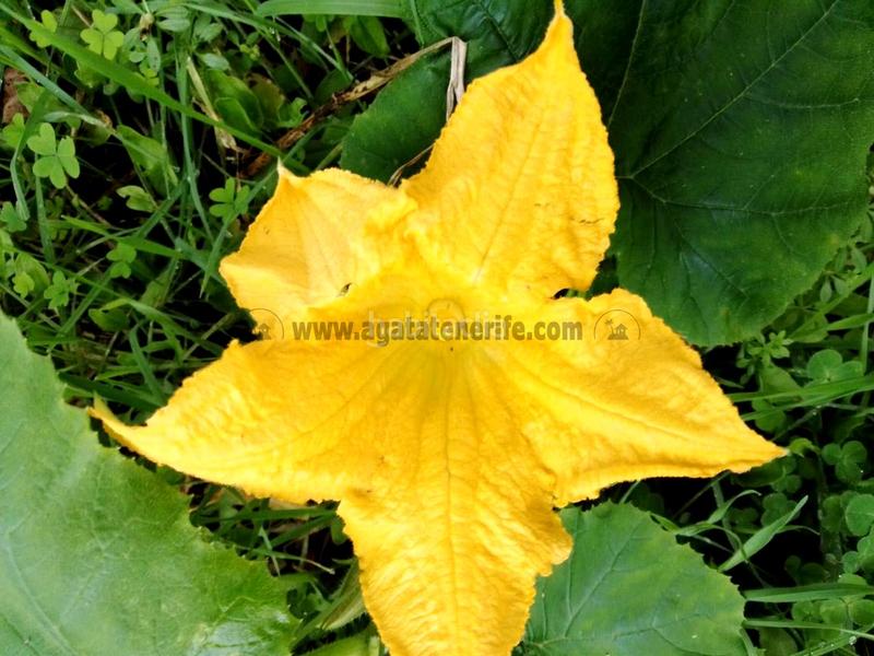 Foto 5df7685b-8c87-4b3c-8d7b-cb7ecc5c58b5. Masia amb aparcament a La Vega - El Amparo - Cueva del Viento Icod de los Vinos