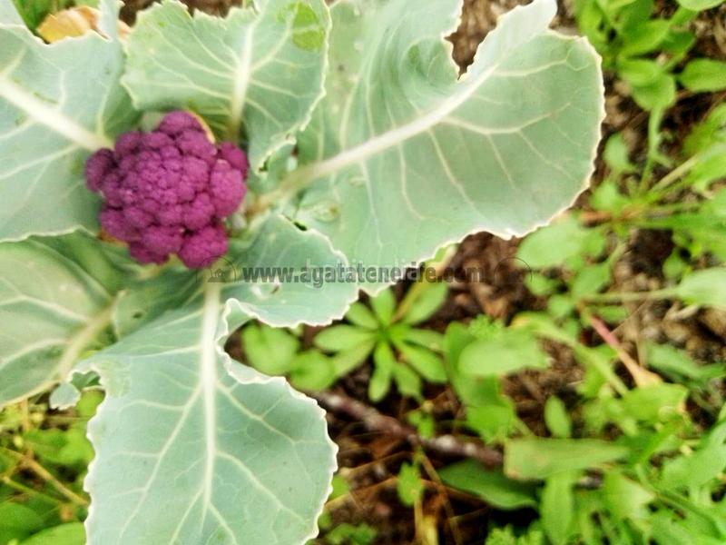Foto 5eef0631-c976-470f-8796-fa1f7de5fe2b. Masia amb aparcament a La Vega - El Amparo - Cueva del Viento Icod de los Vinos