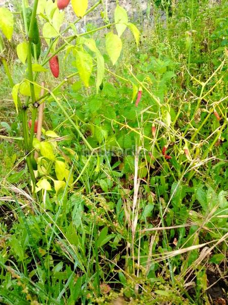 Foto 6d6dd8b0-6269-429b-a898-2fdadada1692. Masia amb aparcament a La Vega - El Amparo - Cueva del Viento Icod de los Vinos