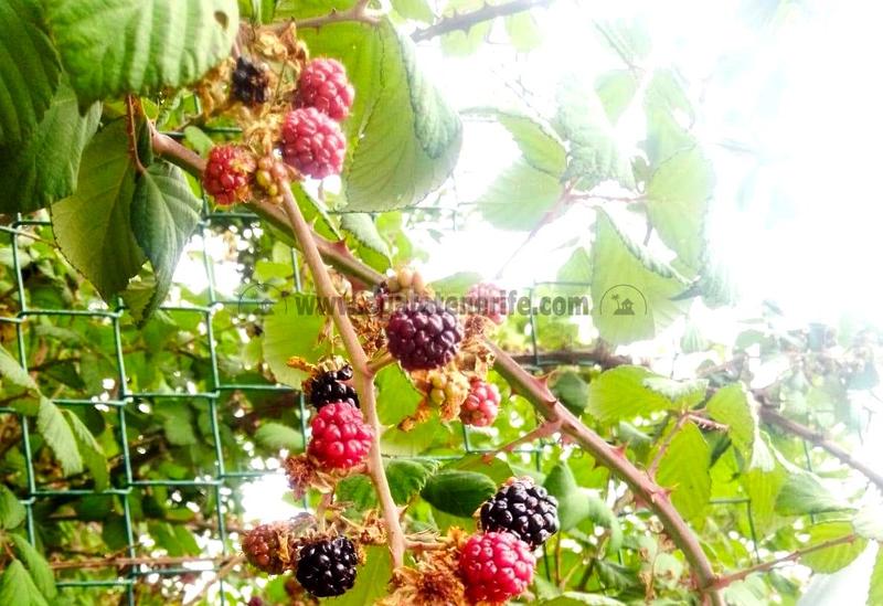 Foto fd70b018-2a41-4533-b023-8c65bd091064. Masia amb aparcament a La Vega - El Amparo - Cueva del Viento Icod de los Vinos
