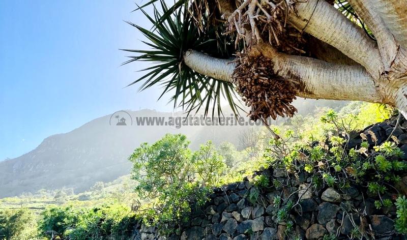 Foto 0c77b594-79a3-4e06-8e34-294a0f021f64. Masia amb aparcament a Los Realejos pueblo Realejos (Los)