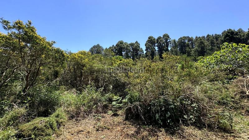 Foto 522266ce-84d2-4d0d-8283-2fb6b443326a. Terreny residencial a la peña 1 a La Vega - El Amparo - Cueva del Viento Icod de los Vinos