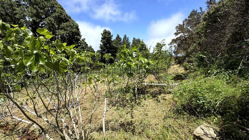 Foto b9a7e72d-9b3f-44bb-89c0-b5768f15bbbd. Terreny residencial a la peña 1 a La Vega - El Amparo - Cueva del Viento Icod de los Vinos