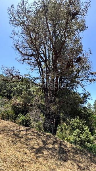 Foto f19e09df-0325-4d6a-9e4b-4a4b12943f1f. Terreno residenziale in la peña 1 in La Vega - El Amparo - Cueva del Viento Icod de los Vinos