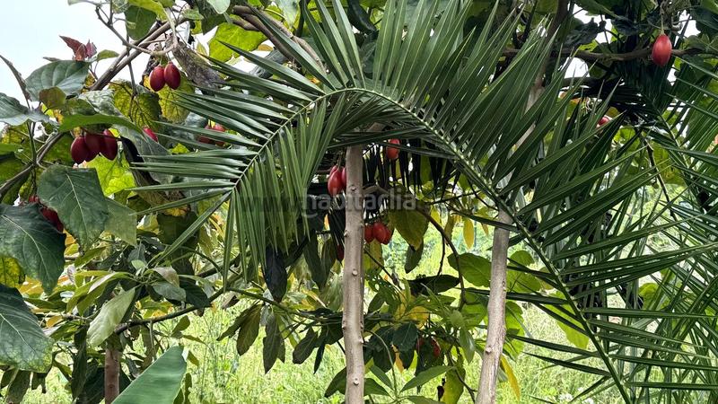 Foto 7fd952f9-aaa9-45be-893b-cf30024889a1. Bauernhof in La Vega - El Amparo - Cueva del Viento Icod de los Vinos