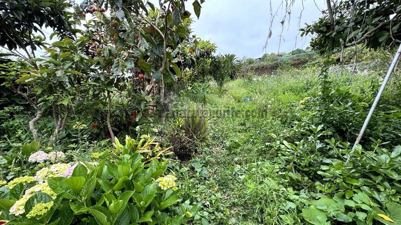 Foto 88d15e52-7d5a-4841-a678-a78068b68f78. Bauernhof in La Vega - El Amparo - Cueva del Viento Icod de los Vinos