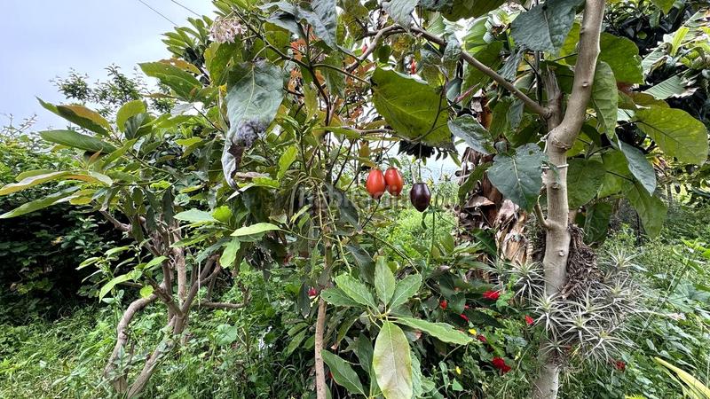 Foto e1242ec3-7ed1-4aef-9420-41a0f61b24f3. Bauernhof in La Vega - El Amparo - Cueva del Viento Icod de los Vinos