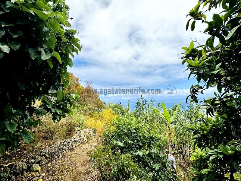 Foto 8034c9f5-c1a5-4863-a1e2-442c7ceca4ad. Casa con parcheggio in Guancha (La)