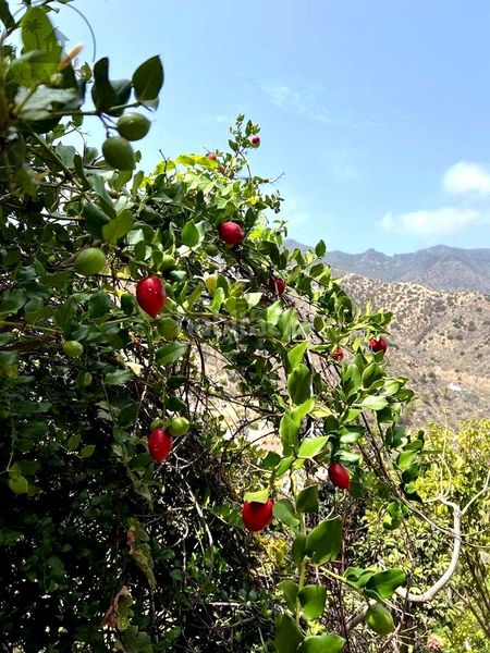 Foto 04e31fbf-e792-4251-9c6a-e2463aa324b9. Masia amb calefacció a Vallehermoso