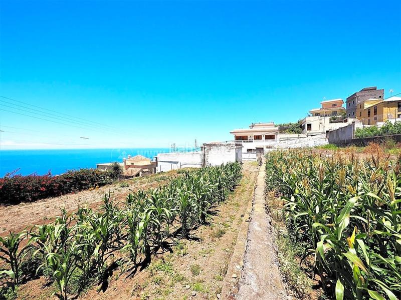Foto 459a6baf-31aa-47a7-84f7-cafeb8d9e465. Casale in La Vega - El Amparo - Cueva del Viento Icod de los Vinos