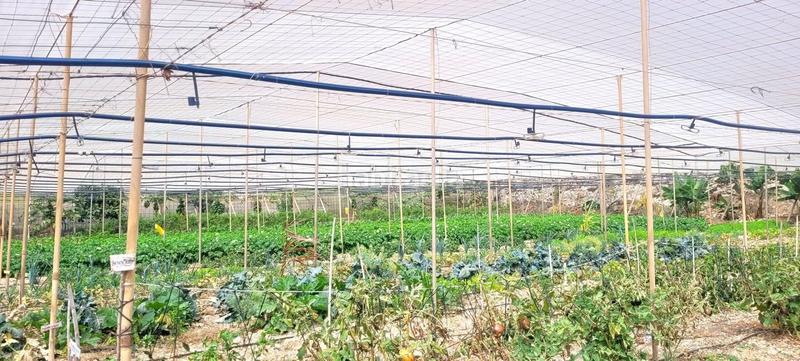 Foto 62d092ff-407d-420d-9bc9-2b9dc3366f86. Finca rústica a Arico