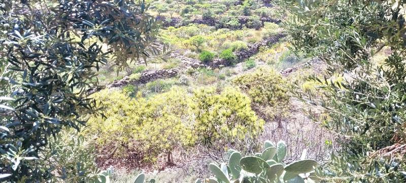 Foto 85a35fbb-9786-4d9e-abba-2e7feedd6de1. Finca rústica a Arico