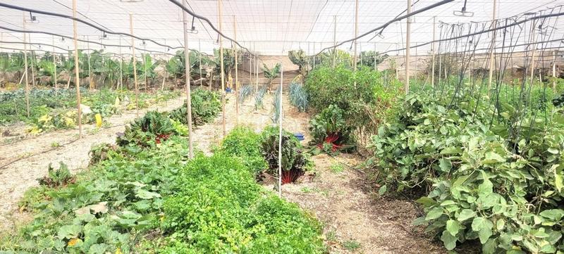 Foto b3806a66-1c1e-47b0-96b2-353f2258528f. Finca rústica a Arico