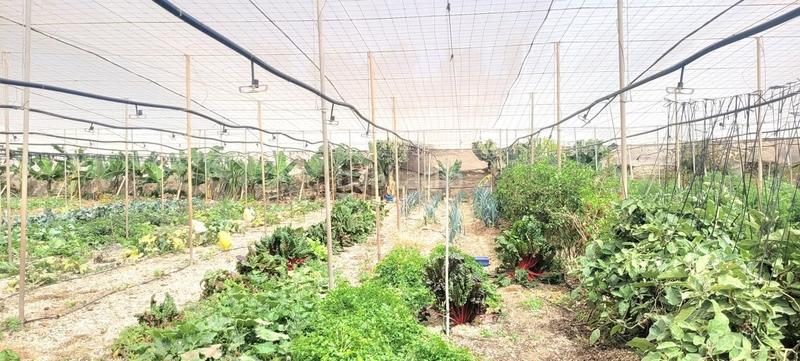 Foto fd7e765f-5a9d-46ed-8fde-8557cd0e08fc. Finca rústica a Arico