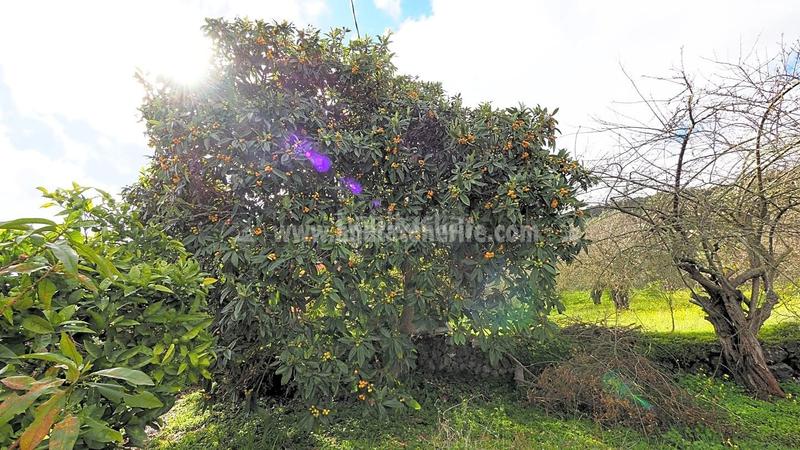 Foto 05353d79-d4d7-4a11-88eb-4ce3913487fd. Bauernhof in La Vega - El Amparo - Cueva del Viento Icod de los Vinos