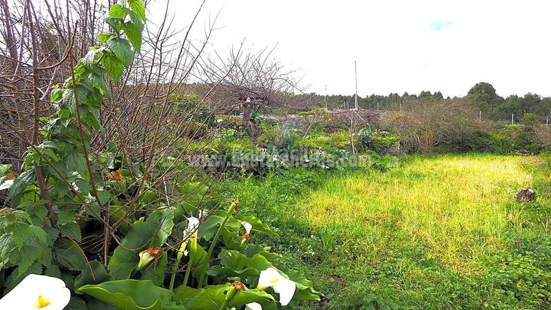 Foto 05b7489f-0676-4646-977b-991501088a6f. Bauernhof in La Vega - El Amparo - Cueva del Viento Icod de los Vinos