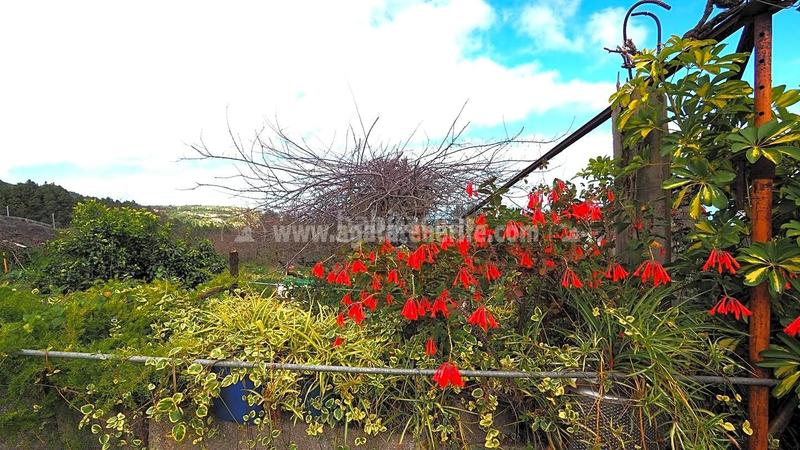 Foto 67c11720-e2d4-43e4-9ca5-3b8dd2e38098. Bauernhof in La Vega - El Amparo - Cueva del Viento Icod de los Vinos